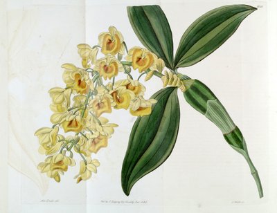 Dendrobium densiflorum da Miss Drake